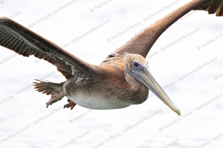 Immature Brown Pelican flying head-on low over water, long grey bill leading.