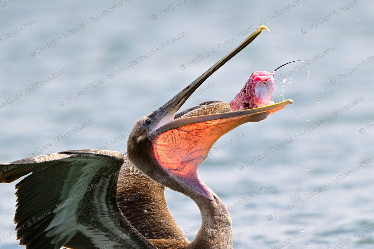 Immature Brown Pelican tossing a fish inside its huge orange throat pouch.