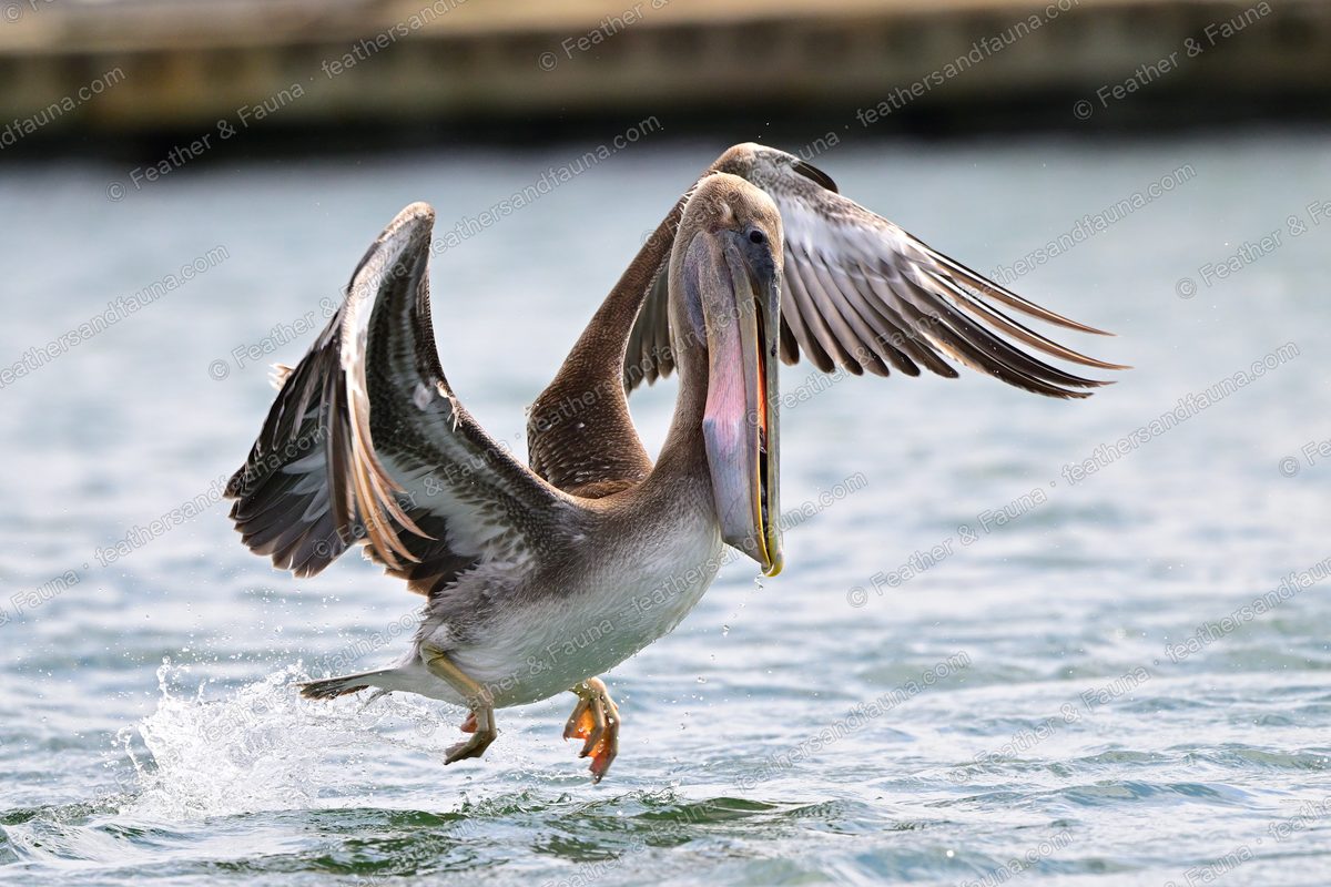 Immature Brown Pelican landing on water with wings spread and feet forward.
