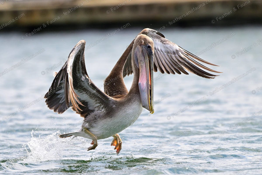 Immature Brown Pelican landing on water with wings spread and feet forward.