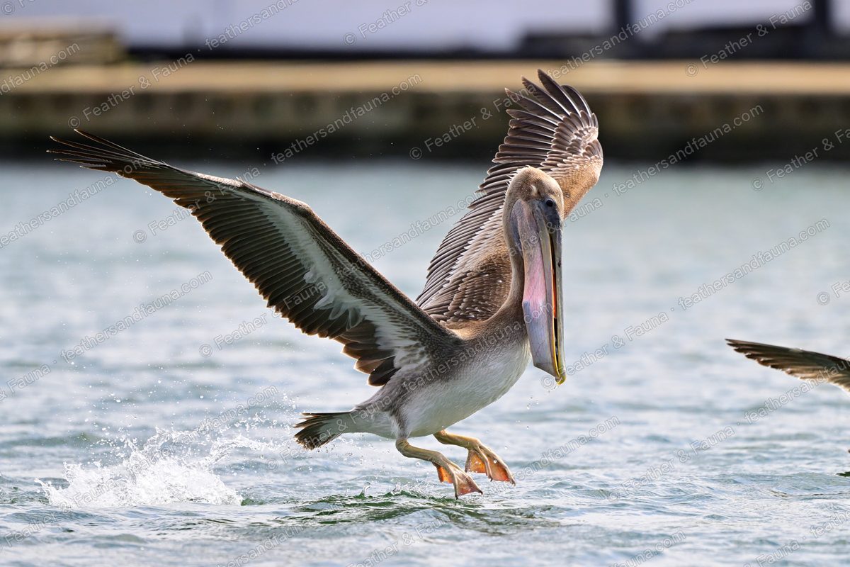 Immature Brown Pelican landing on water, feet skiing the surface, wings raised.