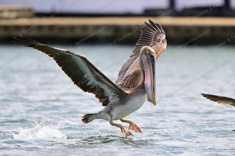 Immature Brown Pelican landing on water, feet skiing the surface, wings raised.