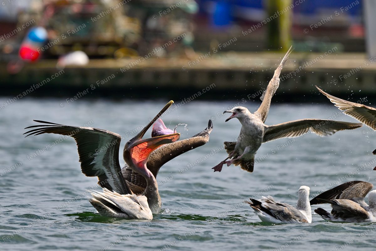 Immature Brown Pelican with a fish in its pouch on the water, gulls diving around it.
