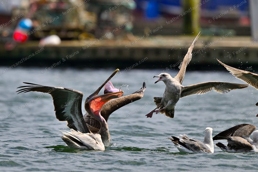 Immature Brown Pelican with a fish in its pouch on the water, gulls diving around it.