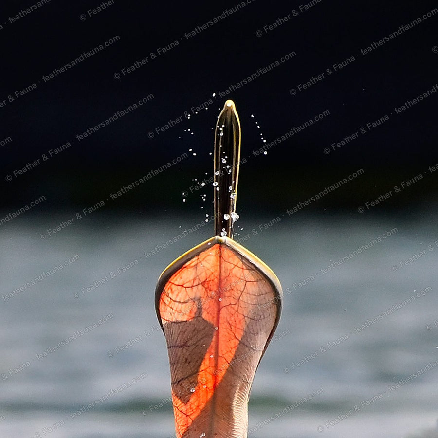 Backlit abstract of a Brown Pelican's translucent orange throat pouch and bill tip.