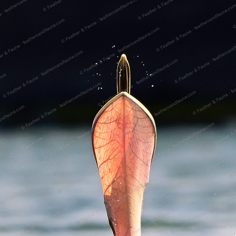 Backlit abstract of a Brown Pelican's translucent salmon throat pouch.