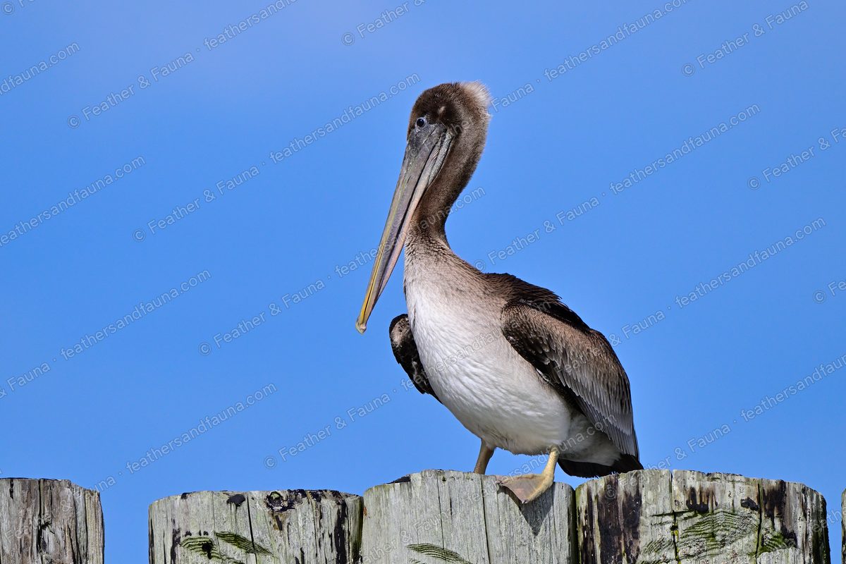 Immature Brown Pelican standing on a wooden piling against a blue sky.