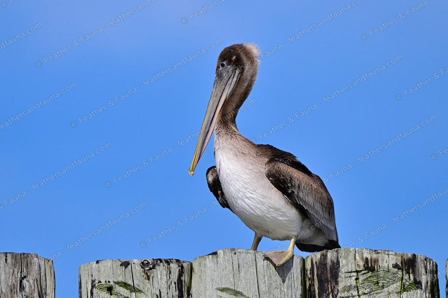 Immature Brown Pelican standing on a wooden piling against a blue sky.