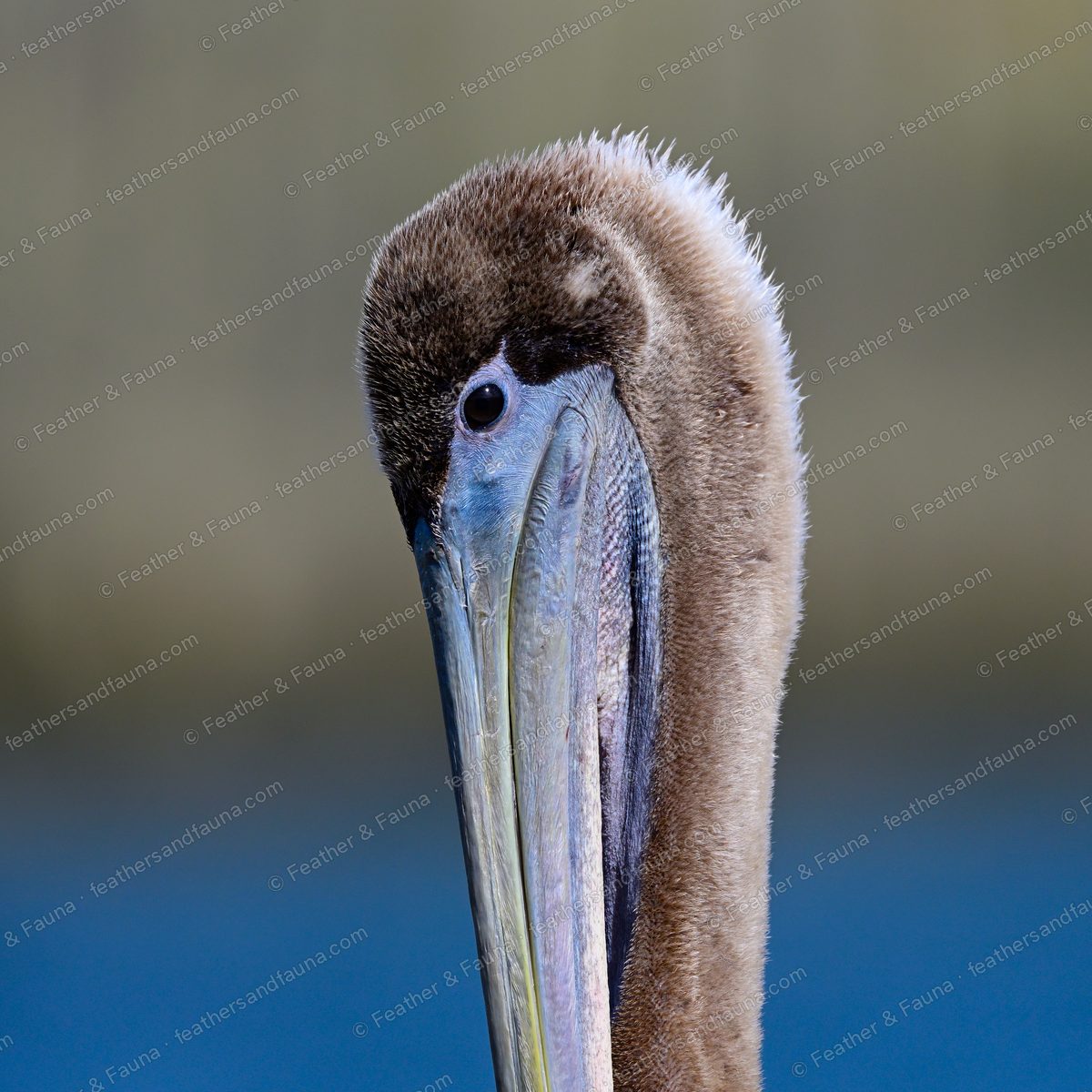 Head portrait of an immature Brown Pelican with a fuzzy brown head and long pale bill.
