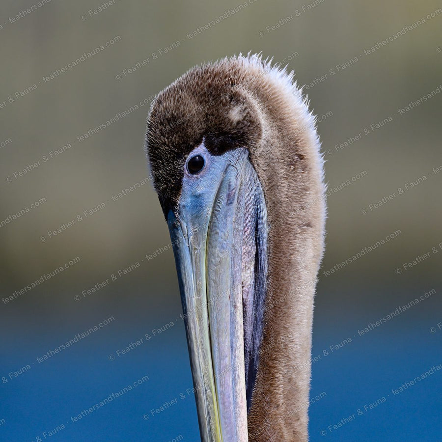 Head portrait of an immature Brown Pelican with a fuzzy brown head and long pale bill.