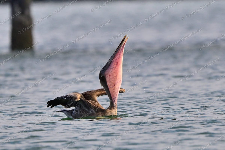 Immature Brown Pelican on the water with its pouch stretched tall to drain water.