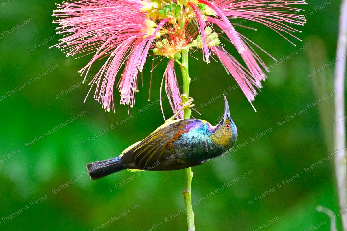 Male Brown-throated Sunbird hanging upside down beneath a pink powder-puff flower.