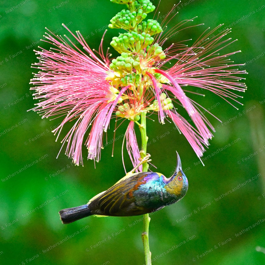 Male Brown-throated Sunbird feeding upside down at a pink powder-puff flower, iridescent back.