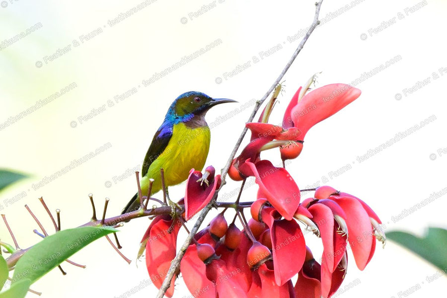 Male Brown-throated Sunbird beside red coral-tree flowers, iridescent green-and-purple back.