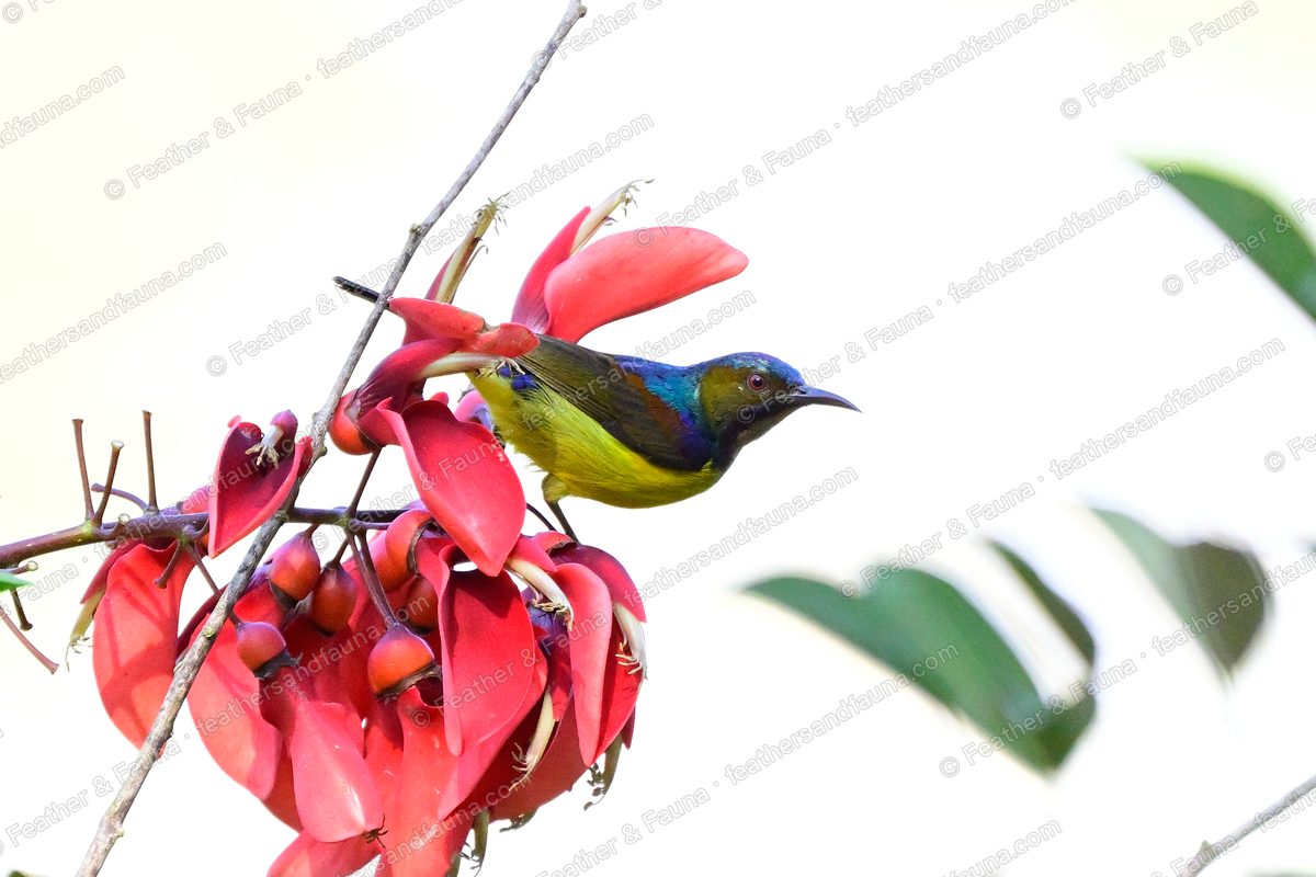 Male Brown-throated Sunbird feeding at red coral-tree flowers, iridescent back.