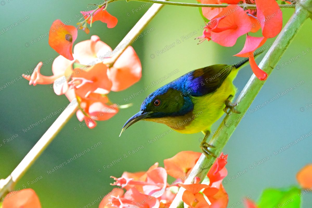 Male Brown-throated Sunbird among orange bougainvillea, iridescent purple crown and throat.