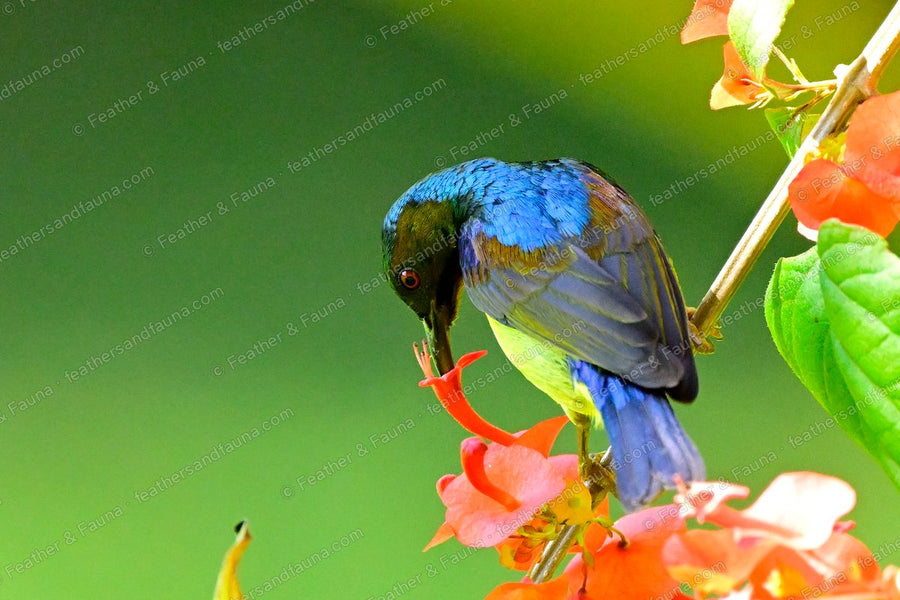 Male Brown-throated Sunbird feeding upside down at an orange coral-tree flower.