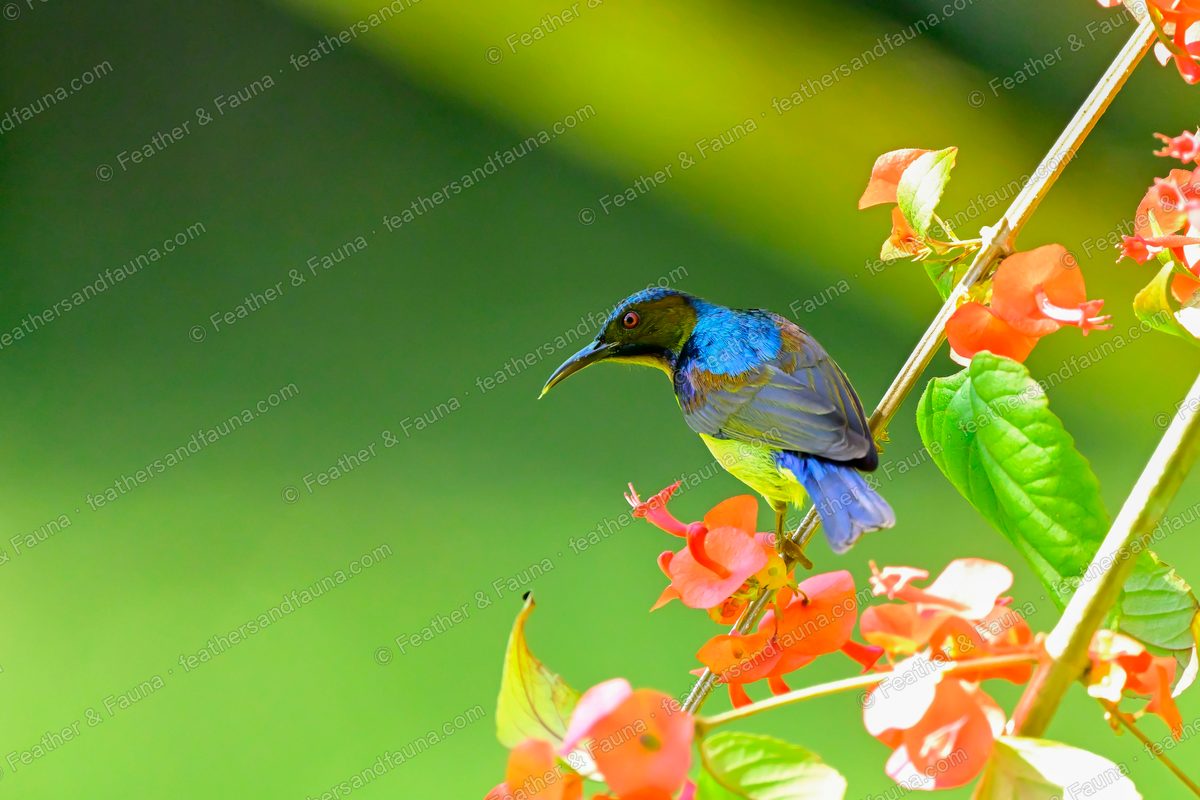 Male Brown-throated Sunbird on a diagonal stem beside orange coral-tree flowers.