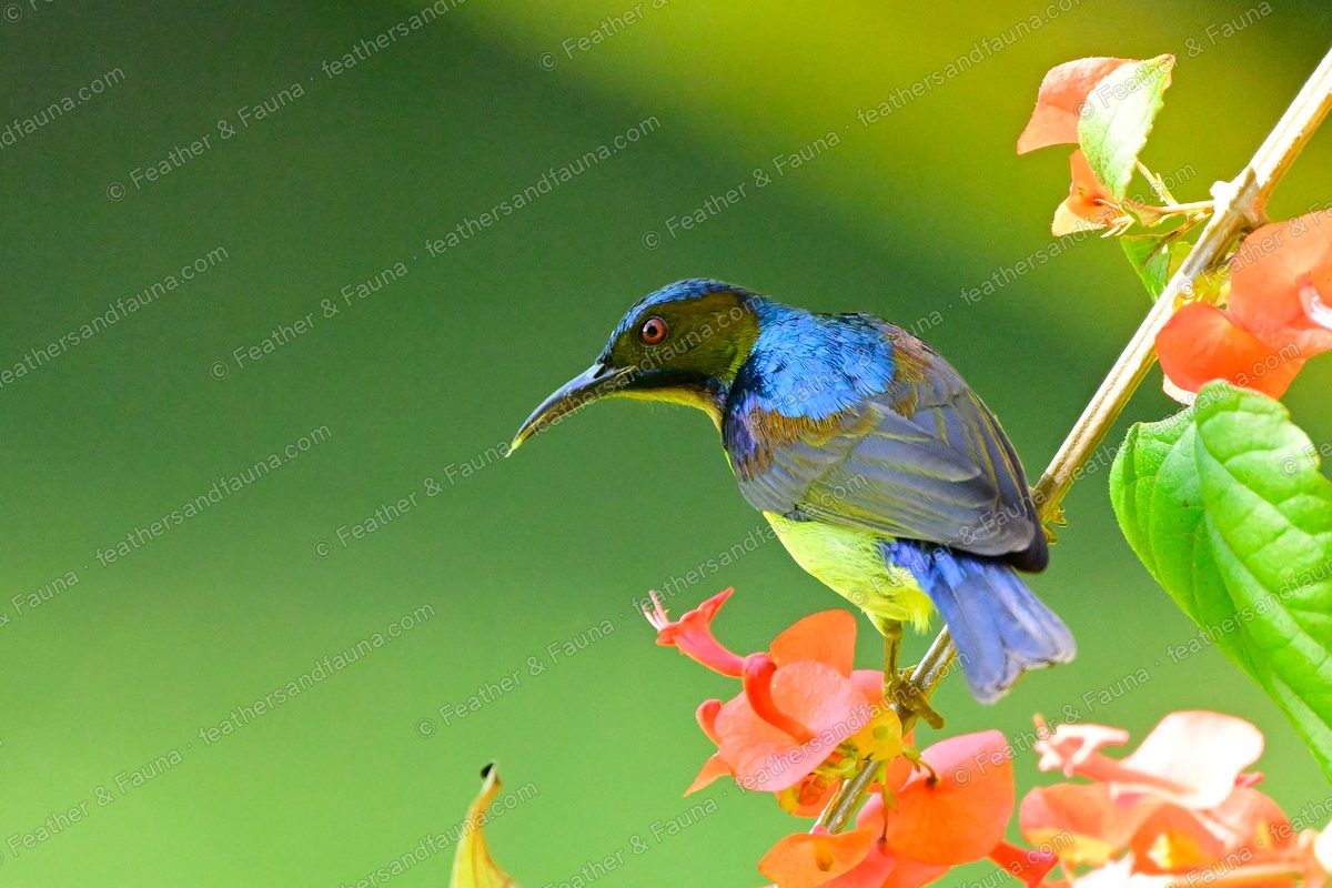 Male Brown-throated Sunbird leaning toward orange coral-tree flowers.
