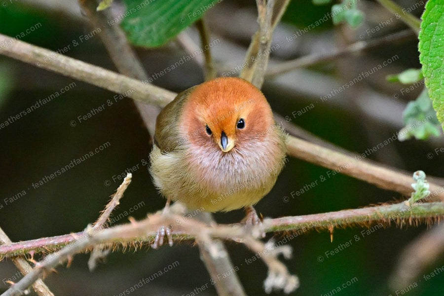 Brown-winged Parrotbill with a rusty face and tiny bill on a thorny branch.