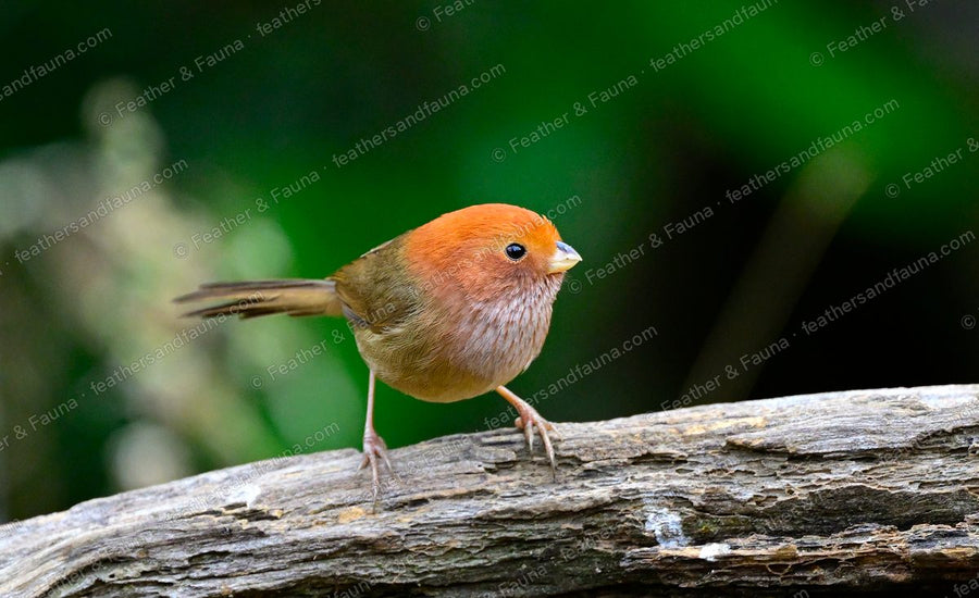 Brown-winged Parrotbill with a rusty face and tiny bill on a bleached log.