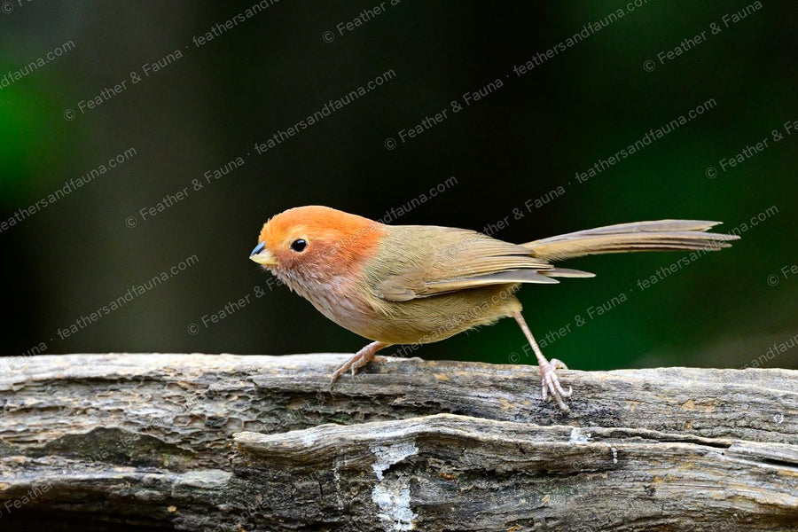 Brown-winged Parrotbill with a rusty face on a bleached log against a dark background.