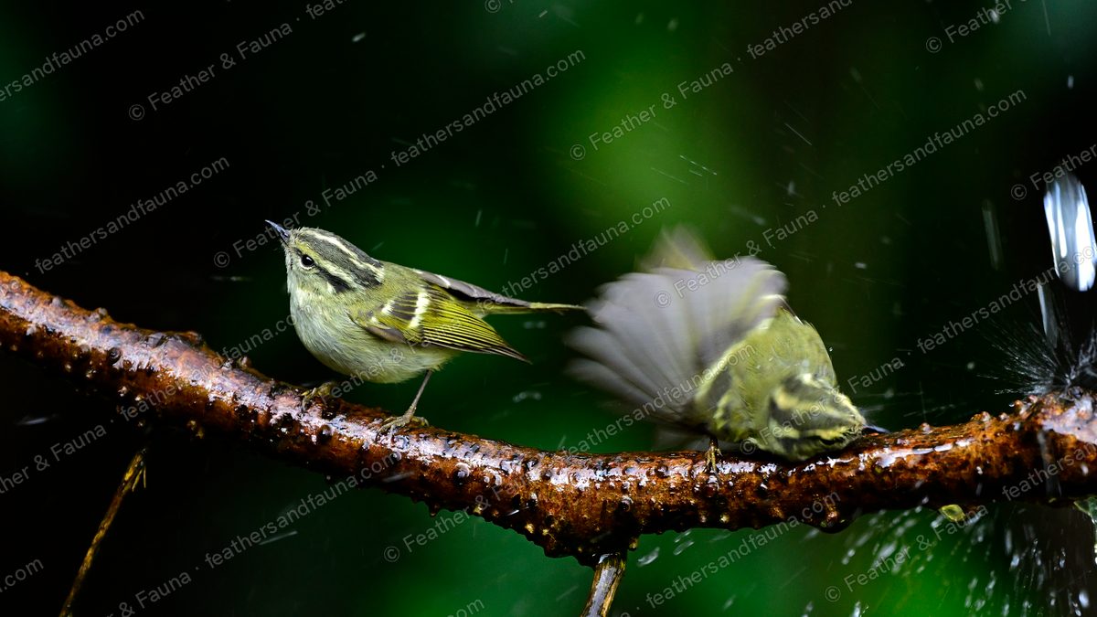 Two Buff-barred Warblers on a wet branch, one bathing in a blur of spray.