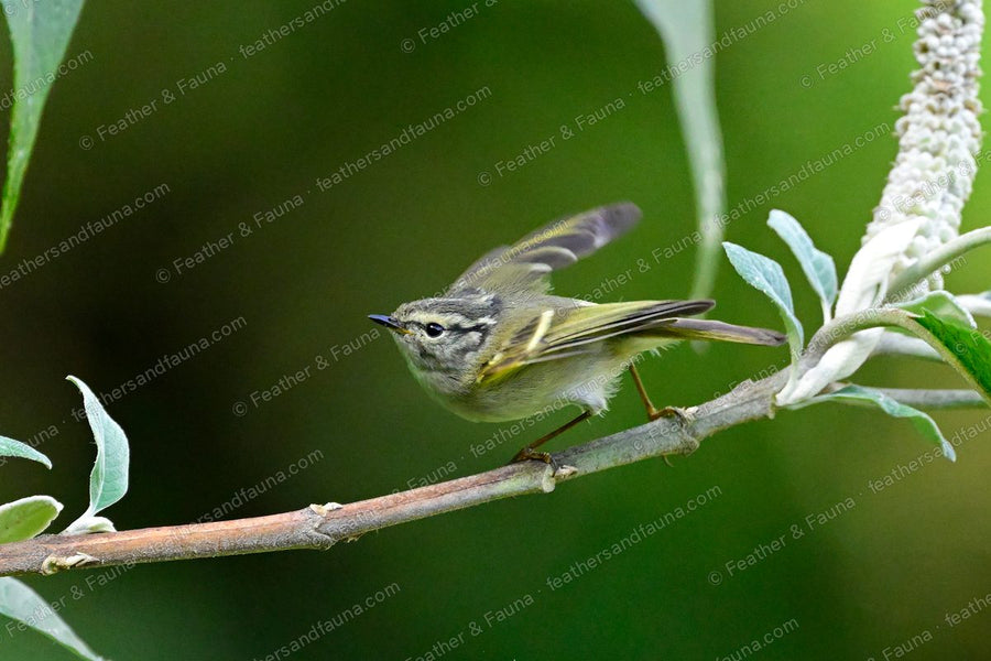 Buff-barred Warbler on a flowering willow branch, orange wing bars showing.