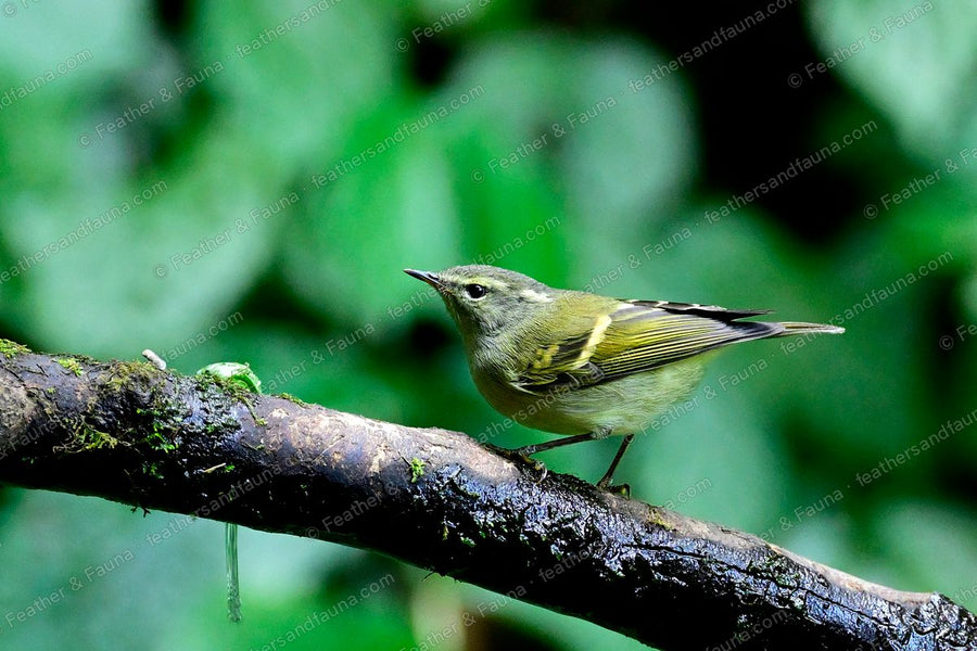 Buff-barred Warbler on a mossy branch with orange wing bars showing.