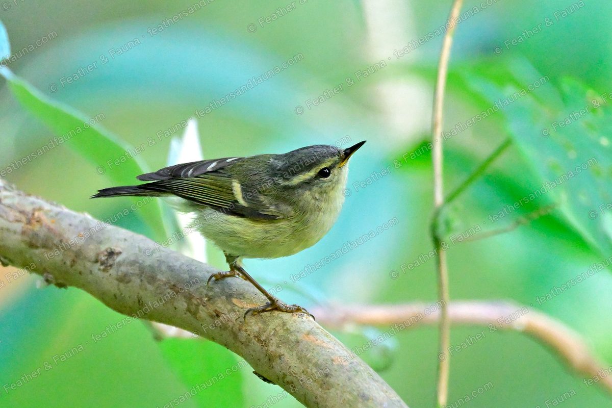 Buff-barred Warbler on a mossy branch with orange wing bars against a teal background.