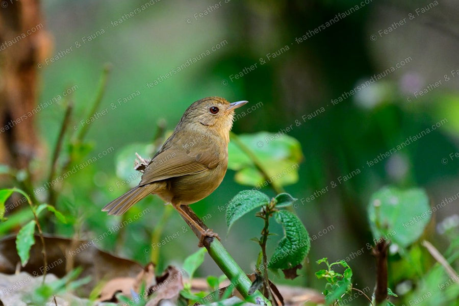 Buff-breasted Babbler, plain warm brown, on a bamboo stem near the ground.