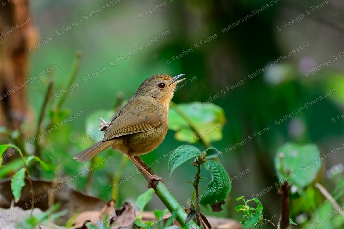 Buff-breasted Babbler with its bill parted on a bamboo stem.