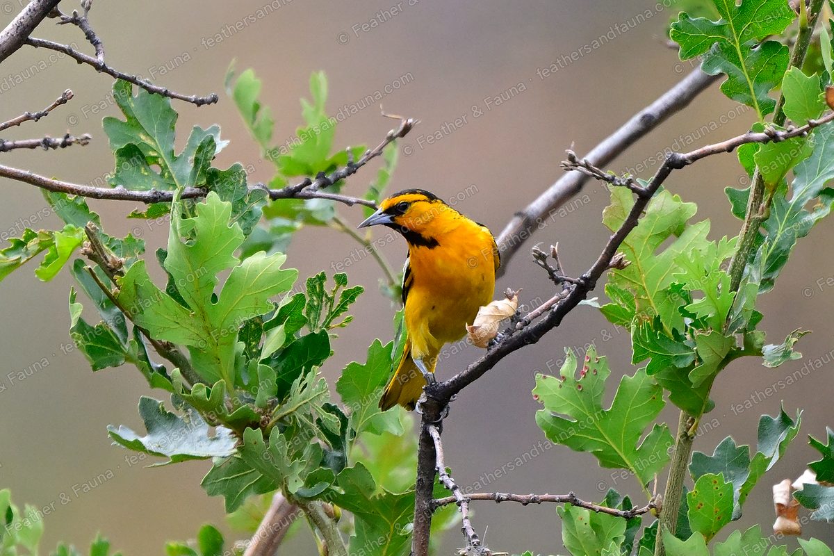 Male Bullock's Oriole, orange with a black-marked face, in a scrub oak.