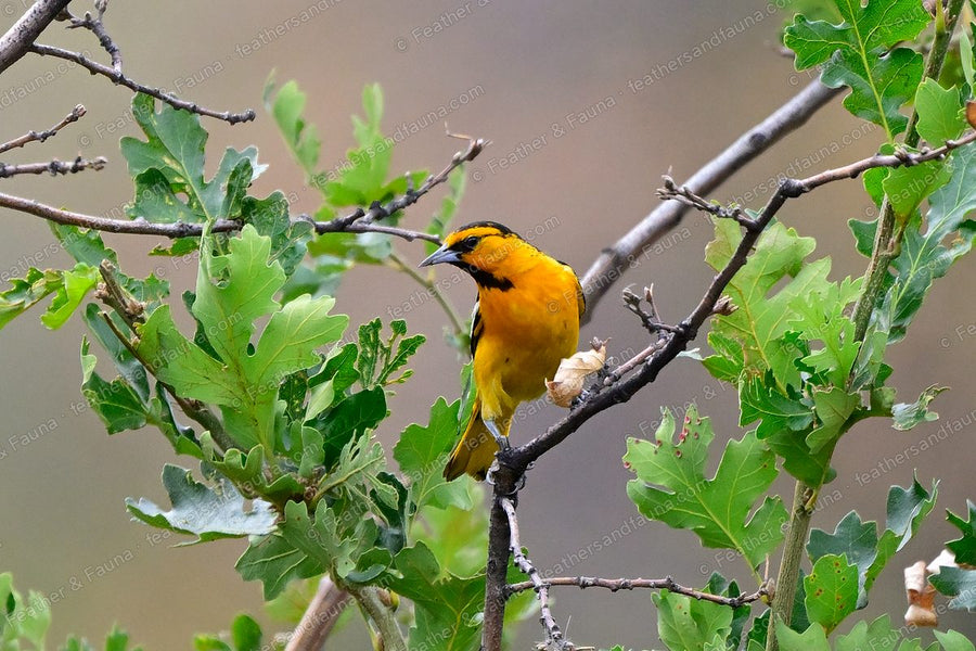 Male Bullock's Oriole, orange with a black-marked face, in a scrub oak.