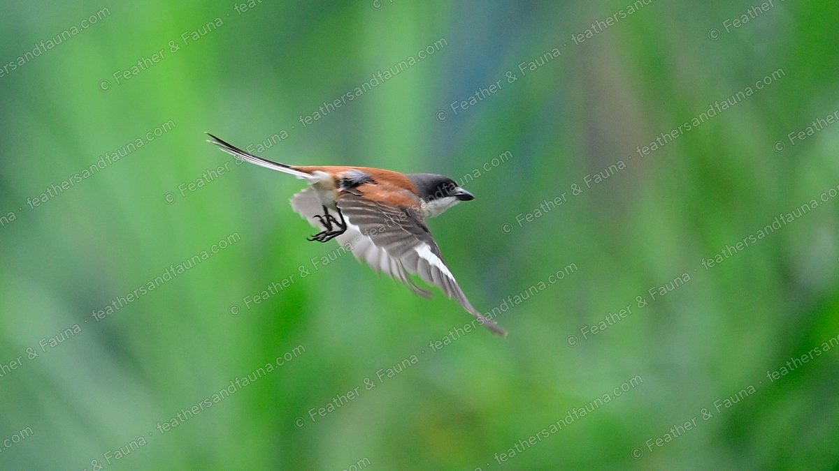Burmese Shrike in flight low over grass, chestnut back and black mask.