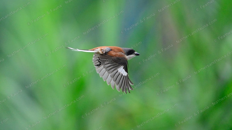Burmese Shrike banking in flight, wing fanned to show a white patch.