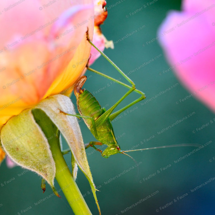 Green bush-cricket nymph clinging beneath a fading rose.