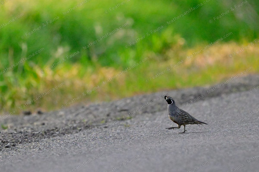 Male California Quail with a forward head plume walking across a road.