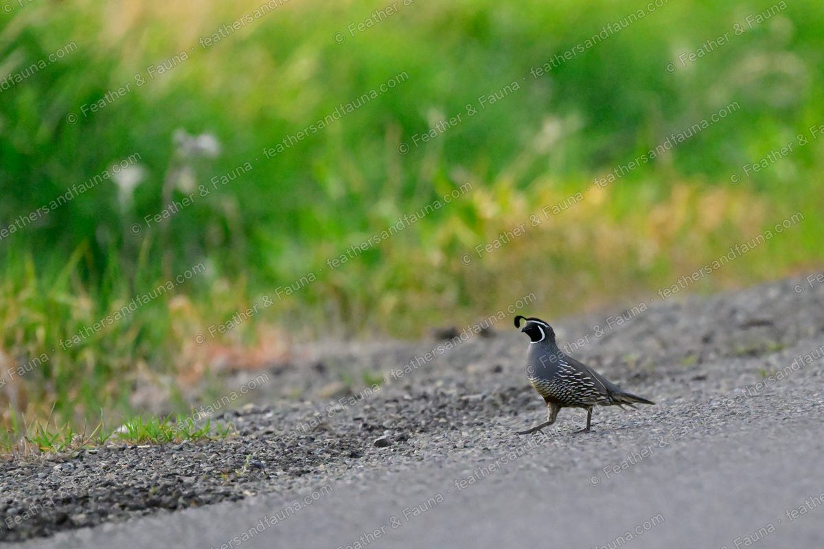 Male California Quail on a gravel roadside, head plume tipped forward.
