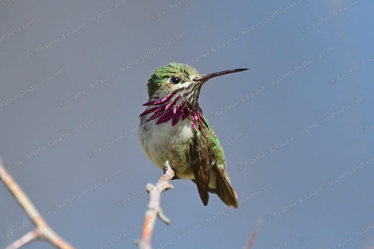 Male Calliope Hummingbird with a streaked magenta throat on a bare twig against blue sky.