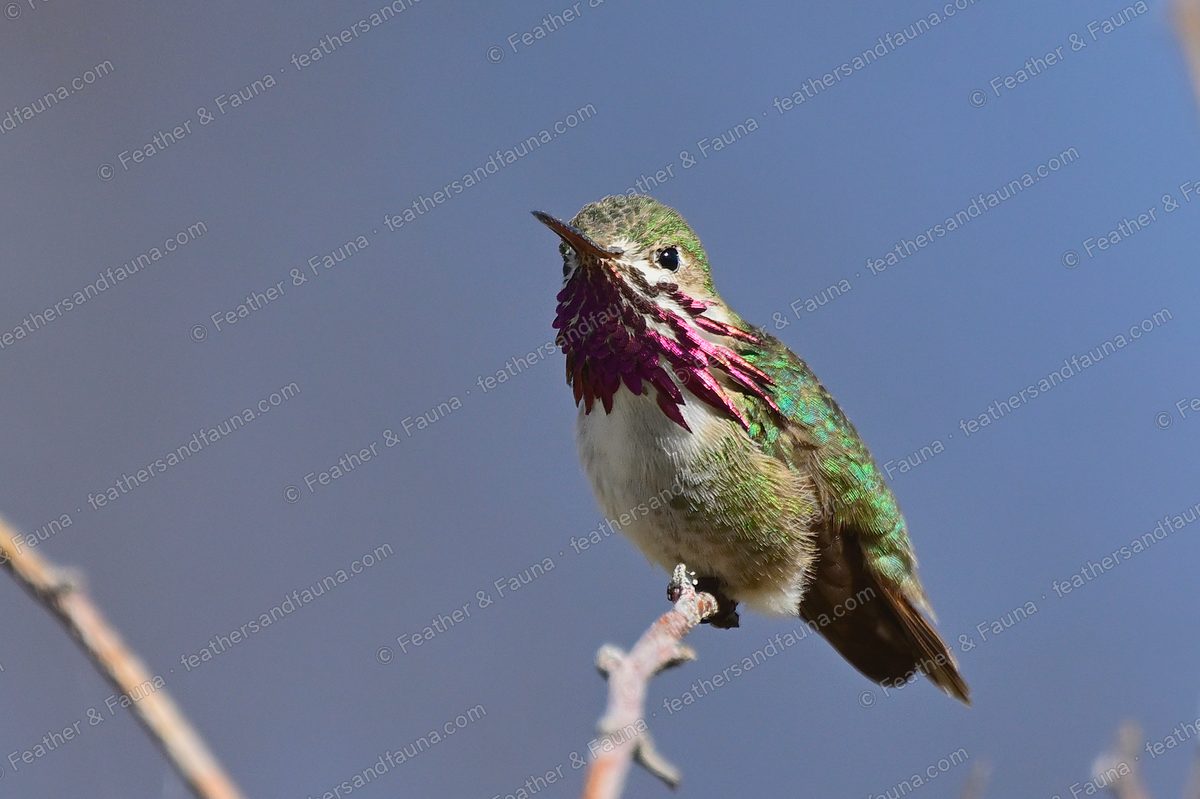 Male Calliope Hummingbird with magenta gorget rays flared, on a twig against blue.
