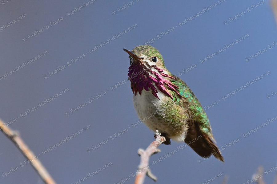 Male Calliope Hummingbird with magenta gorget rays flared, on a twig against blue.