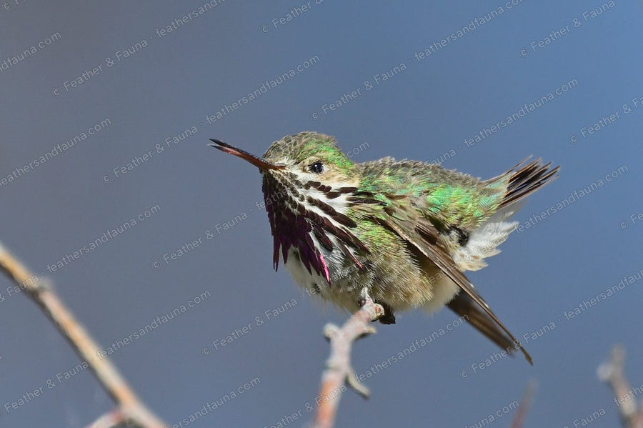 Male Calliope Hummingbird with feathers ruffled on a twig, magenta throat showing.
