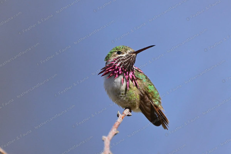 Male Calliope Hummingbird with fanned magenta gorget on a twig against blue sky.