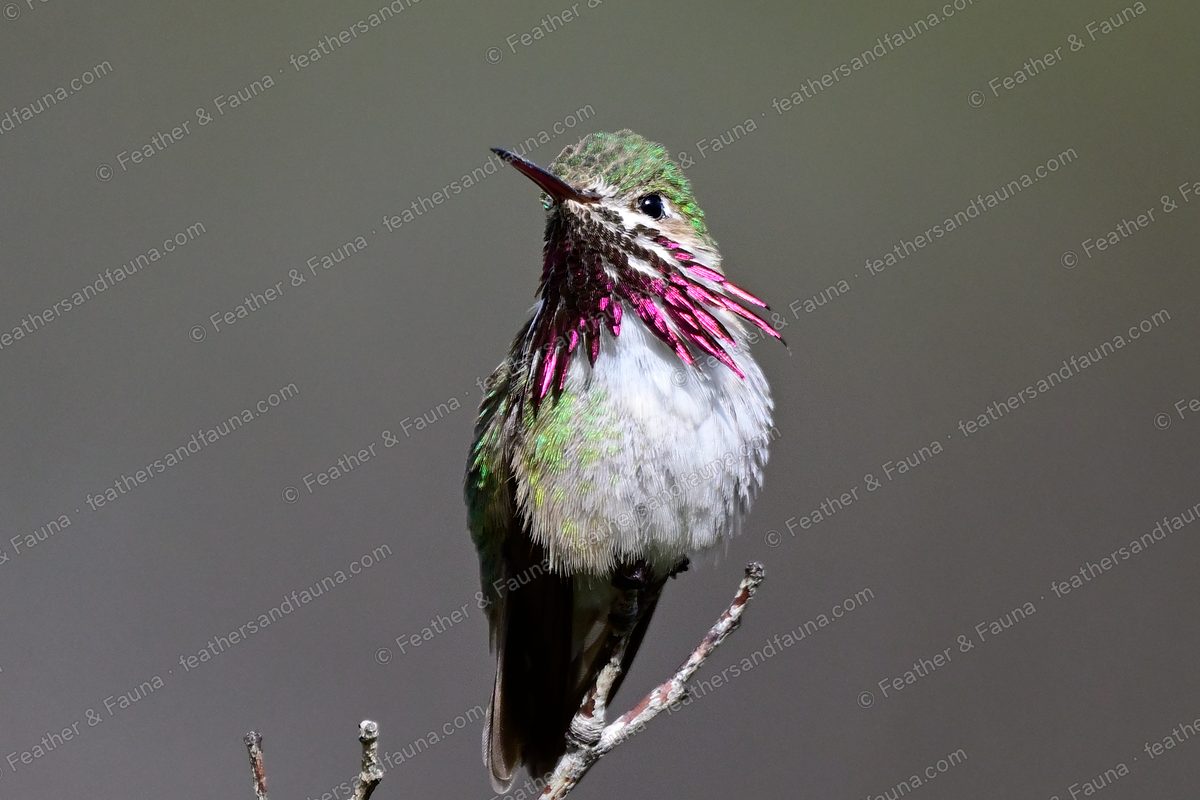 Male Calliope Hummingbird with one wing raised and magenta gorget flared on a twig.