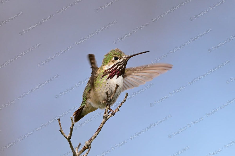 Male Calliope Hummingbird hovering with blurred wings and a flared magenta gorget.