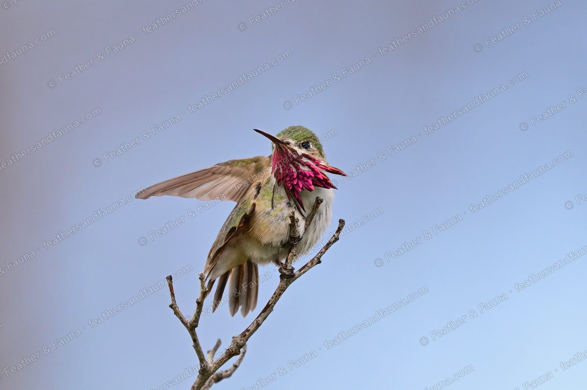 Male Calliope Hummingbird with wings raised and magenta gorget flared on a twig.