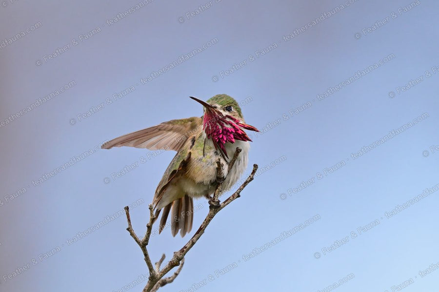 Male Calliope Hummingbird with wings raised and magenta gorget flared on a twig.