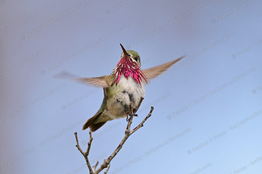 Male Calliope Hummingbird landing on a twig with wings spread and magenta gorget flared.
