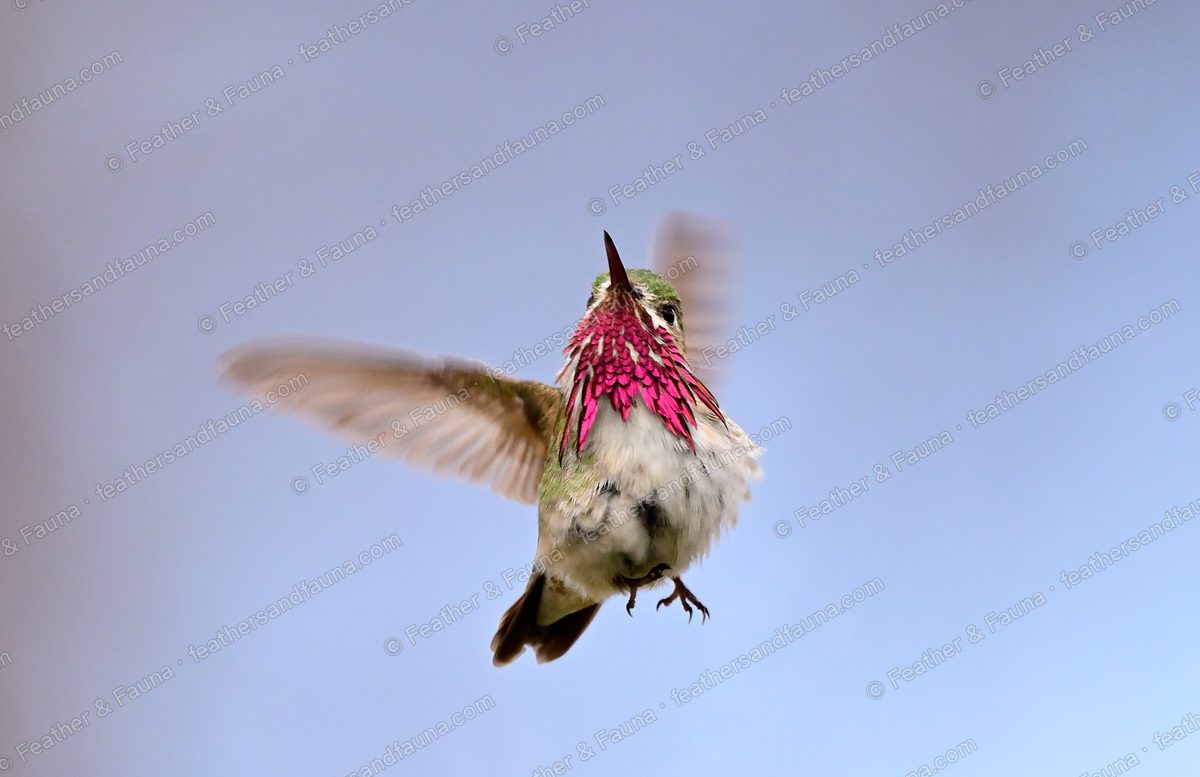 Male Calliope Hummingbird hovering head-on with blurred wings and flared magenta gorget.